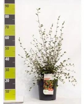 Harmaa marjaomenapensas